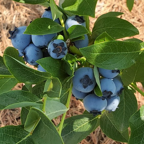 Blueberries Ready To Pick